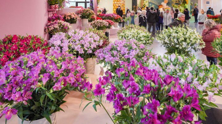 Keukenhof Tulpen